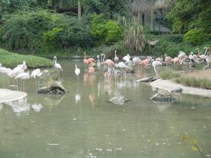 Pièce d'eau occupé par des flamants