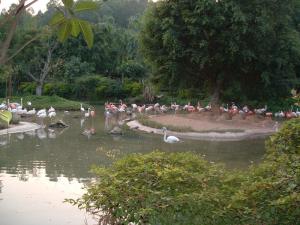 Pièce d'eau occupé par des flamants