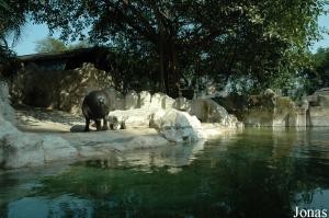 Installation des hippopotames nains