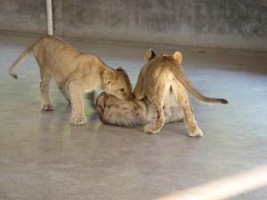 Lions et hyène rayée