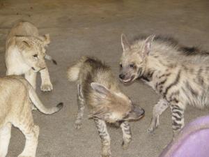 Lions et hyène rayée