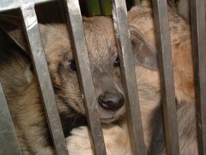 Lions et hyènes rayées dans une caisse de transport