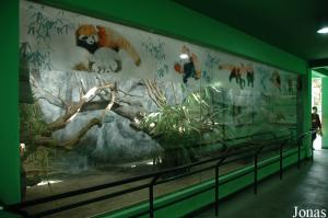 Installation intérieure des petits pandas
