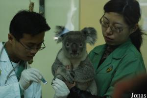 Soins à un koala