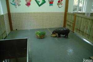 Jeune hippopotame nain dans la nursery