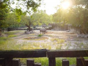 Enclos des rhinocéros noirs