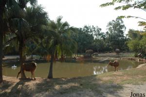 Zone des cervidés et enclos des éléphants en arrière-plan