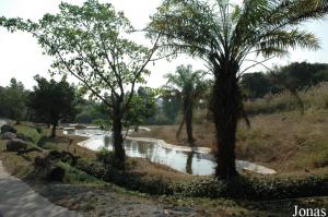 Installation des hippopotames et des jabirus