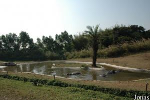 Installation des hippopotames et des jabirus