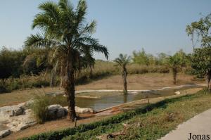 Installation des hippopotames et des jabirus