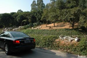 Enclos des lions dans le safari