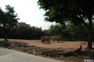 Un des enclos des rhinocéros blancs