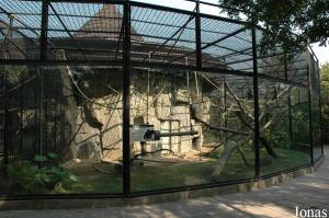 Cage des siamangs