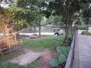 Enclos des tapirs malais