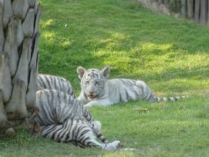 Jeunes tigres blancs