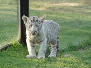 Jeune tigre blanc