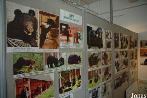 Musée pédagogique à propos des ours et du centre