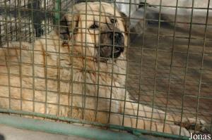 Chien de type mastiff