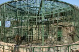 Cages des ours