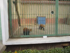 Petits pandas dans l'installation des primates