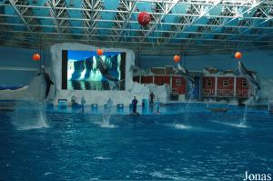 Huit grands dauphins lors du spectacle quotidien