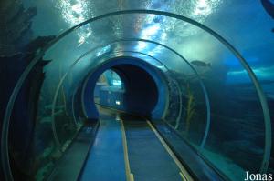 Submarine Tunnel