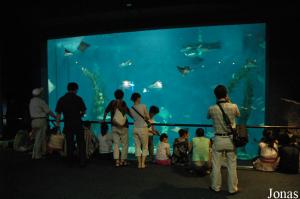 Aquarium des raies