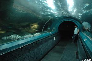 Reconstitution d'un biotope de grottes et cavernes