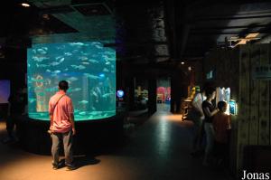 Salle des aquariums et reconstitution d'un fond de cale