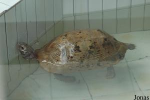 Tortue terrestre dans un bassin