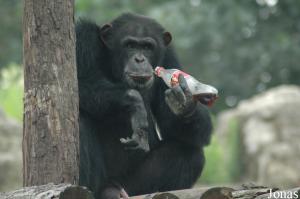 Chimpanzé mâle adepte de Coca-Cola