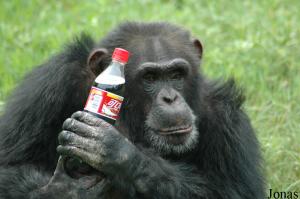 Chimpanzé mâle adepte de Coca-Cola