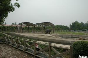 Installation des éléphants asiatiques