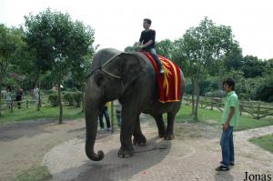 Éléphante asiatique lors de séances de photographie