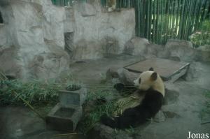Une des loges intérieures des grands pandas