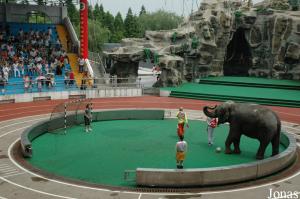 Éléphante asiatique lors du spectacle de cirque