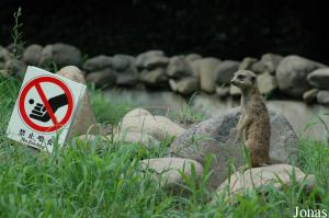 Suricate