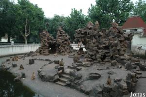 Île des macaques rhésus