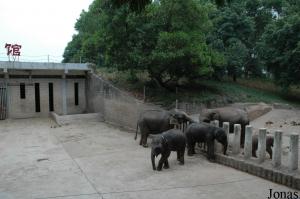 Installation des éléphants asiatiques