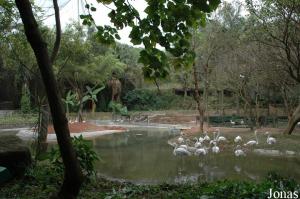 Colonie de flamants