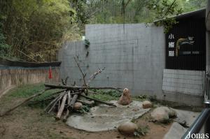 Enclos extérieur des petits pandas