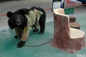 Zone de photographies avec un ours à collier 