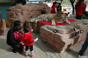 Zone de photographies avec un tigre adulte