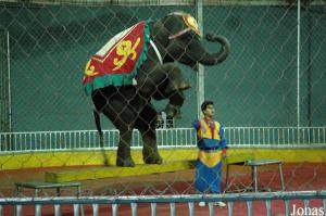 Spectacle d'éléphants