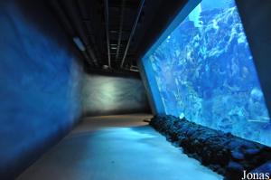 Exposition sur l'histoire d'Abu Dhabi avec aquarium