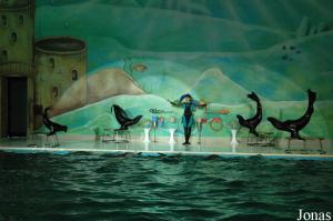 Spectacle avec dauphins et otaries