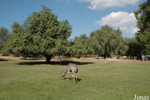 H. E. Sheikh Butti Maktoum's Wildlife Center