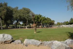 Enclos des girafes