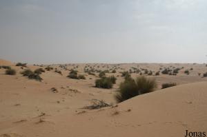 Dubai Desert Conservation Reserve