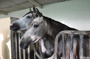 Juments porteuses à l'Alzobair Stud